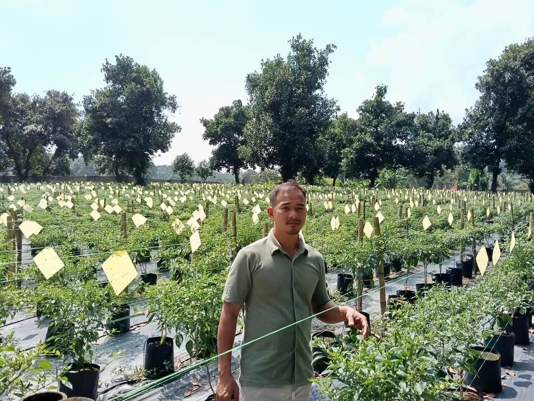 chilli-farm