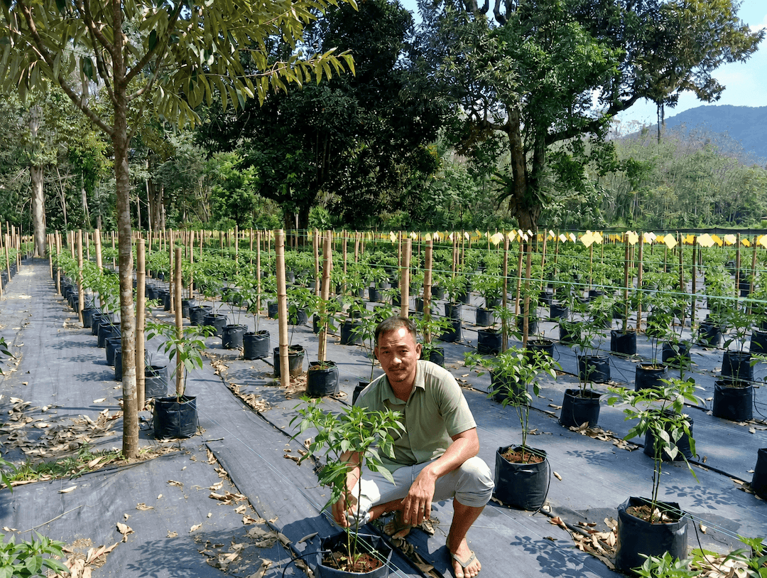 chilli-farm3